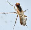 Cordilura albipes